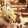 FMonkey