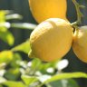 Big lemon