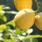Big lemon